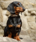 Idefix Idefix